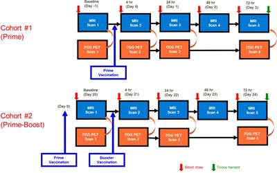 MRI/PET multimodal imaging of the innate immune response in skeletal muscle and draining lymph node post vaccination in rats